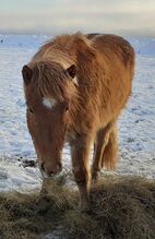 Ready for training ...