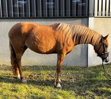 Red dun farbene, typvolle Reitpony Stute