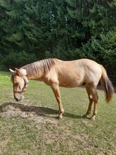 Red Dun Nachwuchstalent mit guter Reining Abstammung