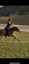 Reitbeteiligung gesucht