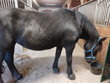 Reitbeteiligung für mein Pferd!