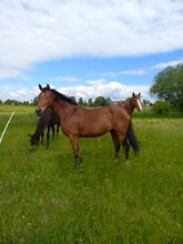 Reitpony/ Freizeitpferd *siebenjährig, 1,46m*
