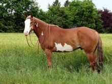 Zuverlässiger Paint Horse Wallach für Show und Freizeit