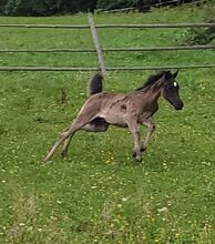 Vollblutaraber Hengstfohlen rein ägyptisch