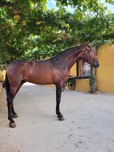 Pura Rasa Española