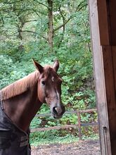 Wallach 11 Jahre als Freizeitpferd