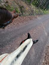 Reitbeteidigung /Mitreiter