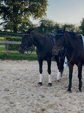 Reitunterricht für Kinder und Erwachsene