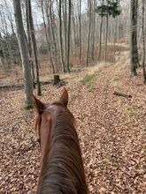Reitunterricht, Training, Bodenarbeit uvm. Pferd in Harmony