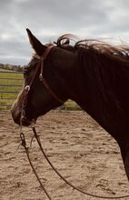 Reitbeteiligung WESTERNREITEN zu vergeben