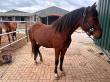 Reitpony Stute abstammend von D Gold AT NRW x Reitlands Du oder Keiner B