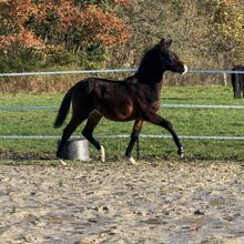 Reitpony Absetzer v. Top Boy of Love