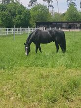 Rittiger, bildhübscher Quarter Horse Wallach