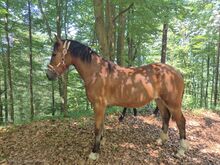 Reitpony Welsh Cob Kinderpony