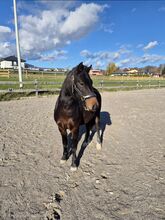 Reitpony Welsh Pony Kinderpony