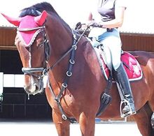 RINGMARTINGAL (einmal benutzt)