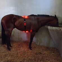Terapia światłem RLT – Lumaflex Body Pro Plus na sprzedaż Lumaflex Polska Lumaflex Essential Plus Horse