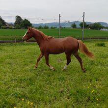 Welsh Partbred Jährling zu verkaufen