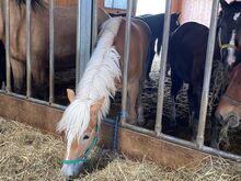 1Jähriger Haflinger Wallach