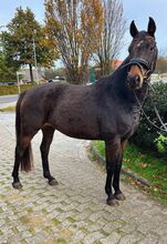 Familien Pferd/Tunier/Freizeit