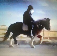 Spasspferd fürs Gelände mit Tölt und Go