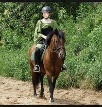 Routinierter Wallach