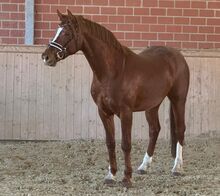 Wallach von Be my Dancer *2023