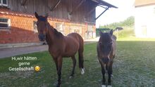 Wallach gesucht Einstellplatz frei