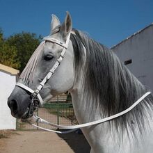 SALE! Exklusiver handgenähter spanischer Zaum in Weiss mit Vaquero Zügel MARJOMAN Marjoman Spain