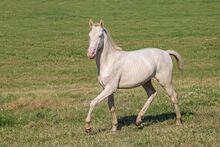 Schicker Cruzado-Hengstjährling "Violin" – Top Charakter! Vater & Mutter Lusitano