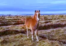 Schickes Hengstfohlen mit Splash und viel Tölt
