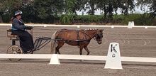 Fancy Shetland driving pony