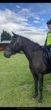 Beautiful Kind 13.2hh Black Connemara, 11 years old