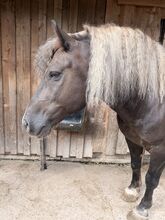 Schwarzwälder Dunkelfuchs Wallach (Platz vor Preis)