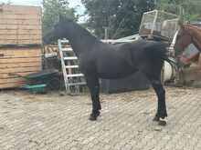 Schwere Warmblutstute zu verkaufen