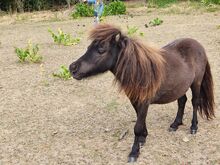 Sehr hübsche und korrekte Mini Shetland Jungstute