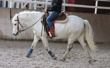 Sehr typvoller, gut gerittener Camargue Wallach
