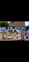 Shagya Arabian and Lipizzaner mix horse!