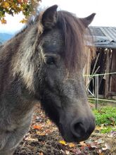 Shettland Pony Shirin (Lola)