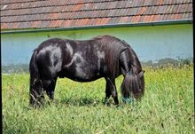 Shetlandponyhengst