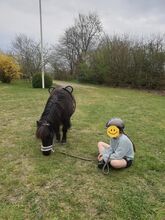 Shetland Pony Wallach Kinderpony Herzenspony sucht Bestplatz