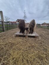 Shetlani Pónik