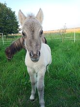 Shetty Stute mit Fohlen shetland Pony