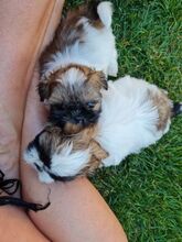 Shih-Tzu-Welpen bekommen,