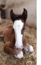 Shire Horse Fohlen Einstein