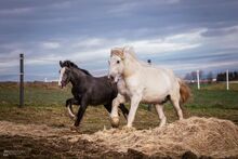 Shire Horse Stute Esmeralda