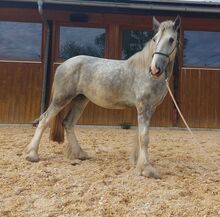 Shire Horse Stute Snowball