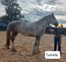 Shire Horse Stute Twinkle