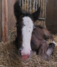 Shire Horse Stutfohlen Ylvi