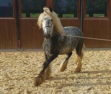 Shire Horse Wallach Arthus